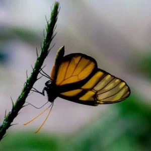Mariposario Reserva De Atitlan